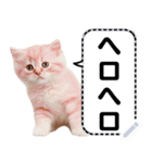 リアル猫のメッセージスタンプ02昭和（個別スタンプ：7）
