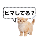 リアル猫のメッセージスタンプ02昭和（個別スタンプ：8）
