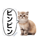 リアル猫のメッセージスタンプ02昭和（個別スタンプ：9）