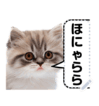 リアル猫のメッセージスタンプ02昭和（個別スタンプ：10）