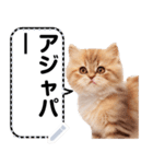 リアル猫のメッセージスタンプ02昭和（個別スタンプ：11）