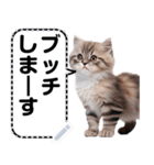 リアル猫のメッセージスタンプ02昭和（個別スタンプ：12）
