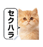 リアル猫のメッセージスタンプ02昭和（個別スタンプ：13）