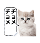リアル猫のメッセージスタンプ02昭和（個別スタンプ：15）