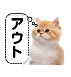 リアル猫のメッセージスタンプ02昭和（個別スタンプ：16）