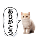 リアル猫のメッセージスタンプ02昭和（個別スタンプ：17）