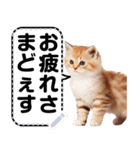 リアル猫のメッセージスタンプ02昭和（個別スタンプ：19）