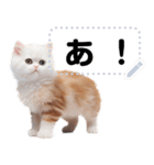 リアル猫のメッセージスタンプ02昭和（個別スタンプ：21）