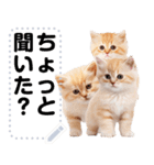 リアル猫のメッセージスタンプ02昭和（個別スタンプ：22）