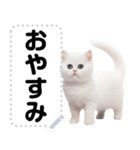 リアル猫のメッセージスタンプ02昭和（個別スタンプ：24）