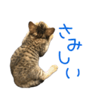 癒しのきじとらねこちゃん（個別スタンプ：18）