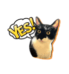 猫拾堂アソート（個別スタンプ：1）