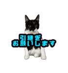猫拾堂アソート（個別スタンプ：2）