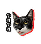 猫拾堂アソート（個別スタンプ：3）