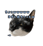 猫拾堂アソート（個別スタンプ：4）