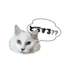 猫拾堂アソート（個別スタンプ：6）