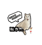 猫拾堂アソート（個別スタンプ：7）