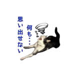 猫拾堂アソート（個別スタンプ：10）