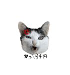 猫拾堂アソート（個別スタンプ：13）