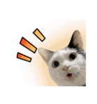 猫拾堂アソート（個別スタンプ：16）