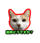 猫拾堂アソート（個別スタンプ：17）