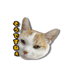 猫拾堂アソート（個別スタンプ：18）