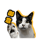 猫拾堂アソート（個別スタンプ：19）