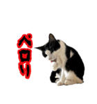 猫拾堂アソート（個別スタンプ：20）