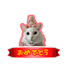 猫拾堂アソート（個別スタンプ：21）