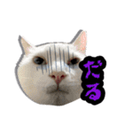 猫拾堂アソート（個別スタンプ：22）