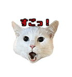 猫拾堂アソート（個別スタンプ：23）
