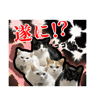 猫拾堂アソート（個別スタンプ：27）