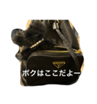 ボクはここだよー（個別スタンプ：16）