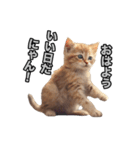 子猫の気持ちにゃん！（個別スタンプ：1）