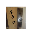 ちょっとおバカなワンコRonちゃん（個別スタンプ：39）