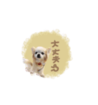 ♡おもちくん（個別スタンプ：12）