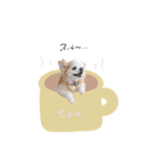♡おもちくん（個別スタンプ：15）