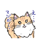 毛長ねこもったん（個別スタンプ：10）