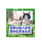 ポジティブ猫のささやき（個別スタンプ：12）