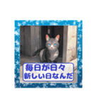 ポジティブ猫のささやき（個別スタンプ：15）