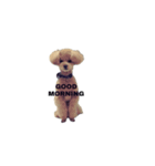 愛犬 チャイ丸（個別スタンプ：1）