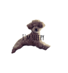 愛犬 チャイ丸（個別スタンプ：2）