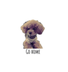 愛犬 チャイ丸（個別スタンプ：5）