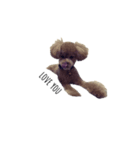 愛犬 チャイ丸（個別スタンプ：6）