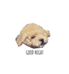 愛犬 チャイ丸（個別スタンプ：7）