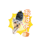 My Sweet 九斗（個別スタンプ：1）