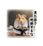 少し様子がおかしい動物スタンプ2（個別スタンプ：7）