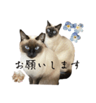 ビジネスでも使える実写猫スタンプ（個別スタンプ：1）
