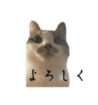 ビジネスでも使える実写猫スタンプ（個別スタンプ：3）