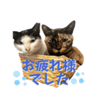 ビジネスでも使える実写猫スタンプ（個別スタンプ：4）